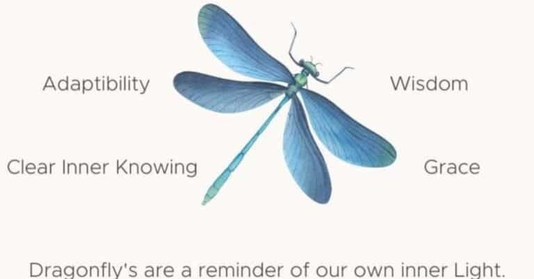 Dragonfly Meaning: